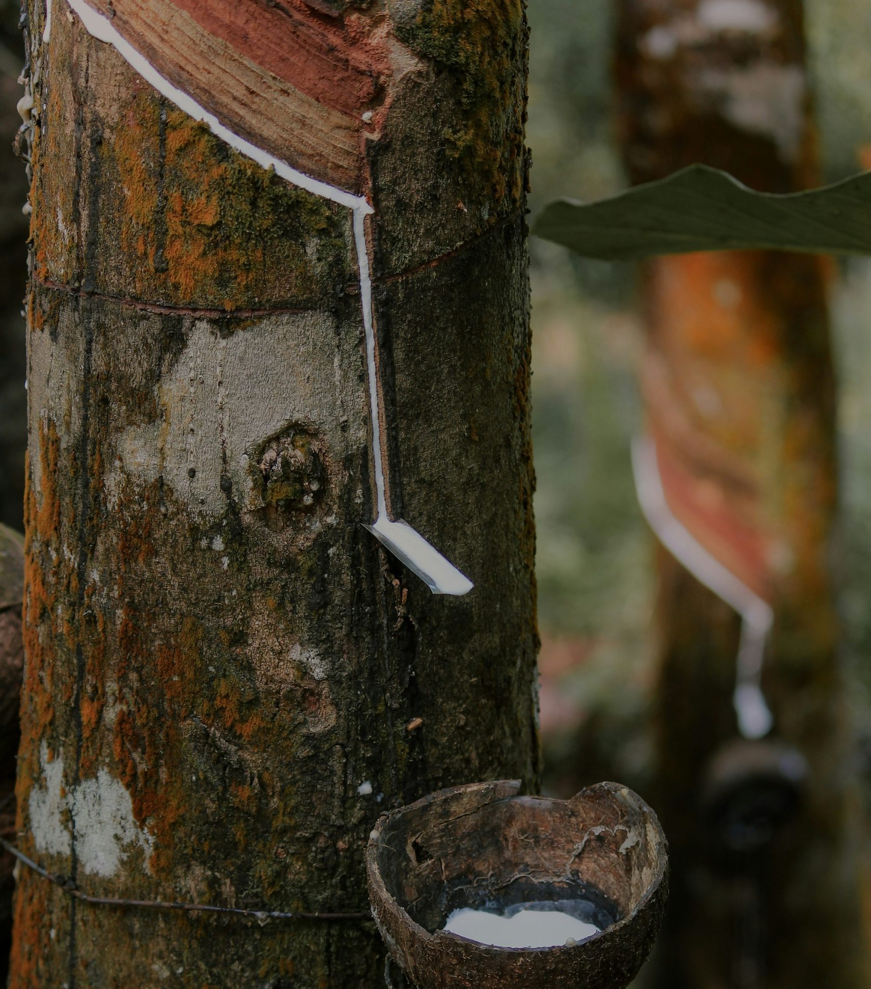 Rubber Harvesting (Photograph by Isuru Ranasinha via Unsplash)
